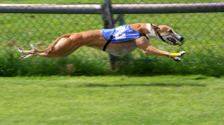What You Need To Know About Greyhound Racing in Vietnam