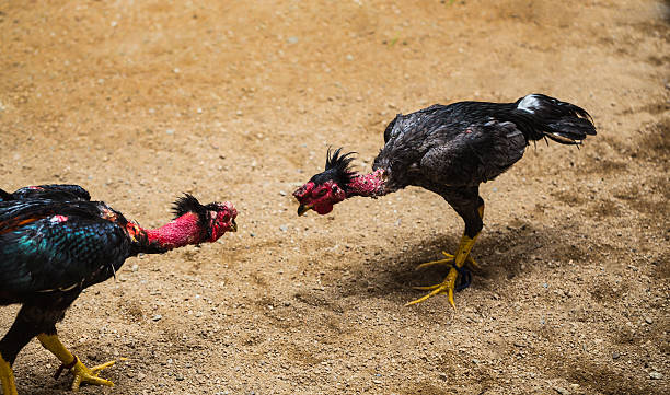 Vietnam Cockfighting: An Expat Guide to Betting on Cockfights