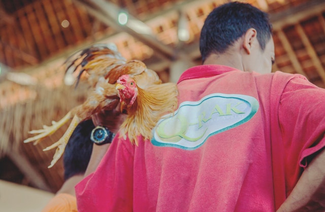 online cockfight betting