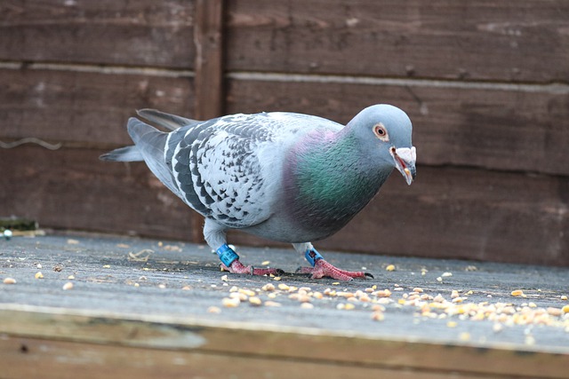 pigeon racing