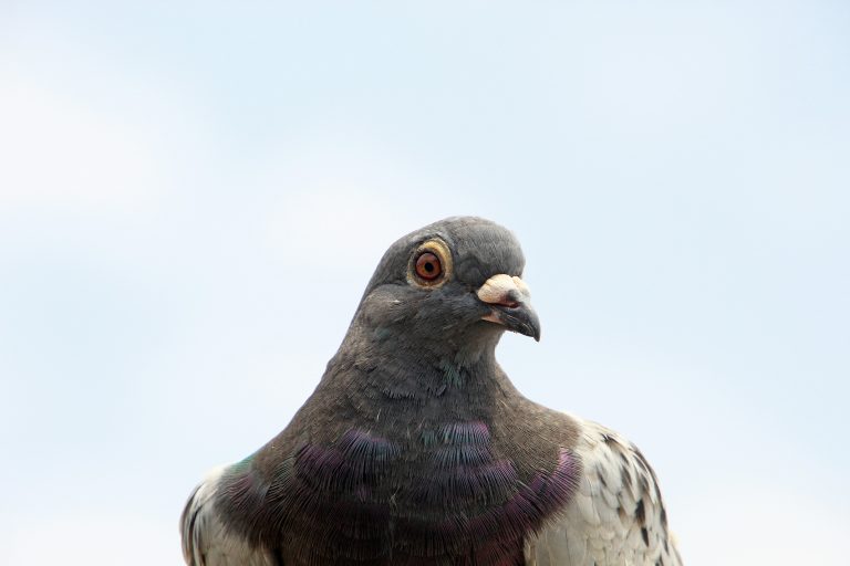 Pigeon Racing : Top 7 Things You Need to Know to Win